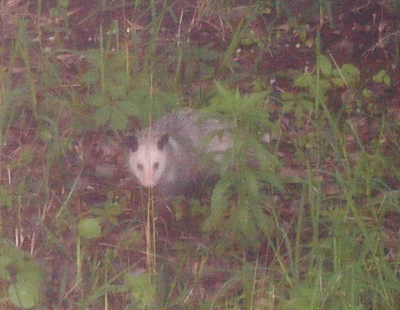 [A grey-bodied animal with a white head with black eyes and ears wanders through the greenery on the ground.]